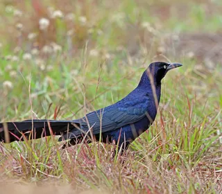 Photo 3/8 of Great-tailed Grackle (Quiscalus mexicanus)