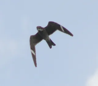 Photo 4/4 of Common Nighthawk (Chordeiles minor)