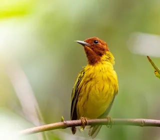 Photo 8/28 of Yellow Warbler (Setophaga petechia)