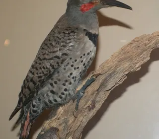 Photo 12/12 of Northern Flicker (Colaptes auratus)
