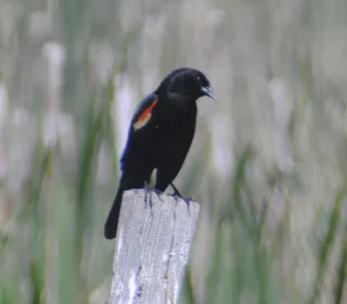 Photo 5/19 of Red-winged Blackbird (Agelaius phoeniceus)