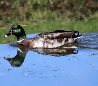 Photo 28/30 of Mallard (Anas platyrhynchos)