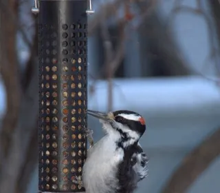 Photo 7/13 of Hairy Woodpecker (Dryobates villosus)