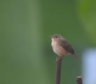 Photo 28/28 of Northern House Wren (Troglodytes aedon)