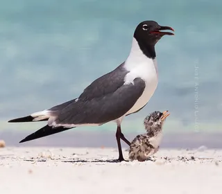 Photo 1/4 of Laughing Gull (Leucophaeus atricilla)