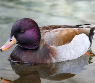 Photo 17/30 of Mallard (Anas platyrhynchos)