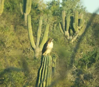 Photo 19/20 of Red-tailed Hawk (Buteo jamaicensis)