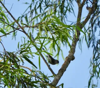 Photo 6/6 of Blue-gray Gnatcatcher (Polioptila caerulea)