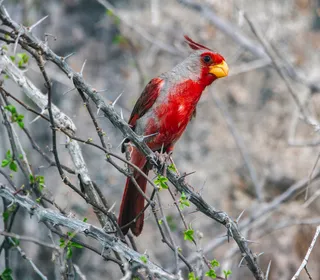 Photo 20/30 of Northern Cardinal (Cardinalis cardinalis)