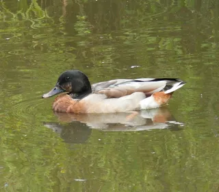 Photo 30/30 of Mallard (Anas platyrhynchos)
