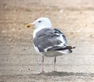 Photo 5/7 of American Herring Gull (Larus smithsonianus)
