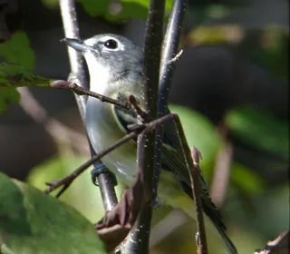Photo 5/5 of Blue-headed Vireo (Vireo solitarius)