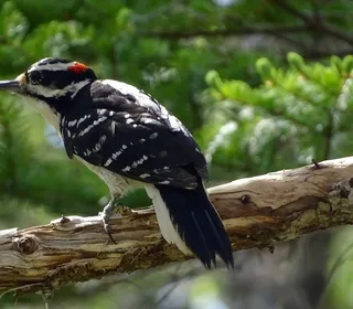 Photo 12/13 of Hairy Woodpecker (Dryobates villosus)