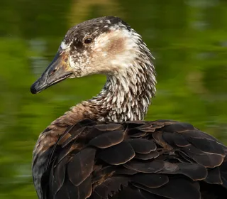 Photo 14/18 of Canada Goose (Branta canadensis)