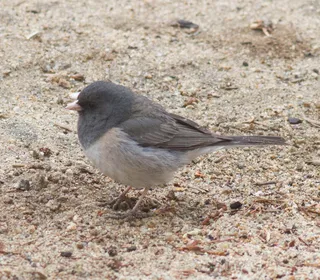 Photo 19/23 of Dark-eyed Junco (Junco hyemalis)