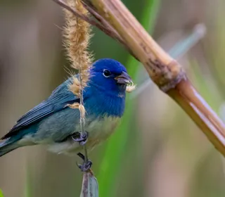 Photo 4/4 of Indigo Bunting (Passerina cyanea)