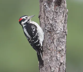 Photo 8/13 of Hairy Woodpecker (Dryobates villosus)