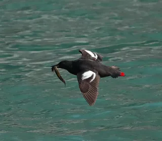 Photo 3/5 of Pigeon Guillemot (Cepphus columba)