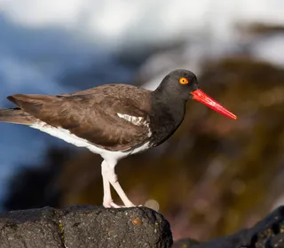 Photo 3/4 of American Oystercatcher (Haematopus palliatus)