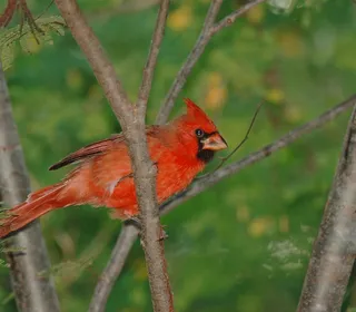 Photo 25/30 of Northern Cardinal (Cardinalis cardinalis)