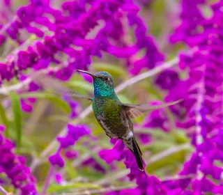 Photo 4/7 of Anna's Hummingbird (Calypte anna)