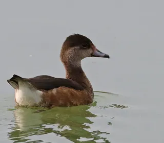 Photo 9/11 of Wood Duck (Aix sponsa)