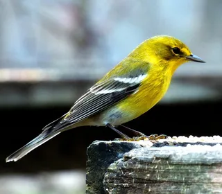 Photo 5/6 of Pine Warbler (Setophaga pinus)
