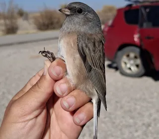 Photo 18/23 of Dark-eyed Junco (Junco hyemalis)