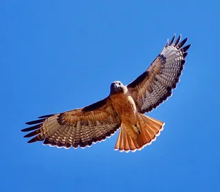 Photo 2/20 of Red-tailed Hawk (Buteo jamaicensis)