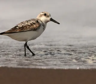 Photo 3/3 of Sanderling (Calidris alba)