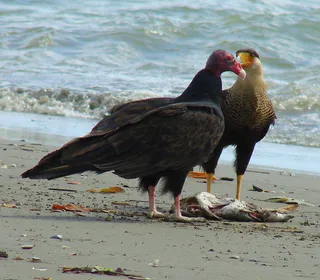 Photo 6/6 of Turkey Vulture (Cathartes aura)
