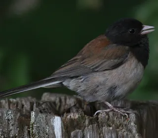 Photo 13/23 of Dark-eyed Junco (Junco hyemalis)