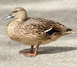 Photo 9/30 of Mallard (Anas platyrhynchos)