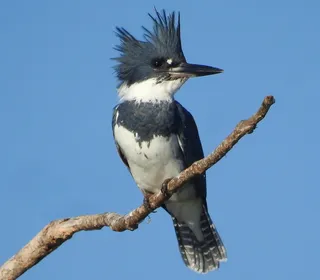 Photo 1/1 of Belted Kingfisher (Megaceryle alcyon)