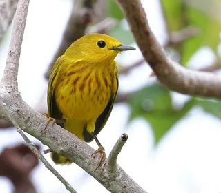 Photo 15/28 of Yellow Warbler (Setophaga petechia)