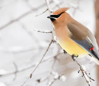 Photo 1/1 of Cedar Waxwing (Bombycilla cedrorum)