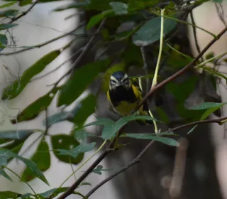 Photo 2/2 of American Redstart (Setophaga ruticilla)