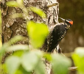 Photo 6/13 of Hairy Woodpecker (Dryobates villosus)