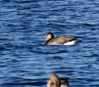 Photo 11/15 of Greater White-fronted Goose (Anser albifrons)