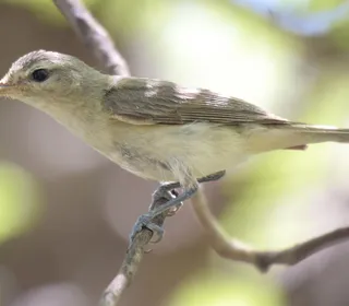 Photo 4/5 of Warbling Vireo (Vireo gilvus)