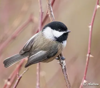Photo 1/10 of Black-capped Chickadee (Poecile atricapillus)