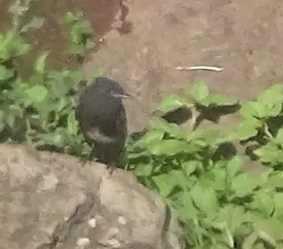 Photo 8/8 of Black Phoebe (Sayornis nigricans)