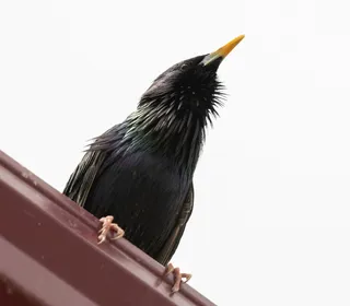 Photo 8/10 of European Starling (Sturnus vulgaris)