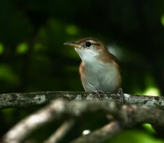 Photo 18/28 of Northern House Wren (Troglodytes aedon)