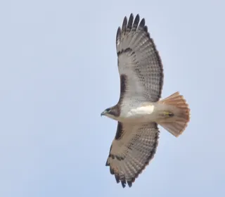 Photo 9/20 of Red-tailed Hawk (Buteo jamaicensis)