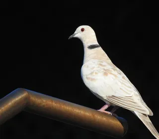 Photo 3/3 of Eurasian Collared-Dove (Streptopelia decaocto)