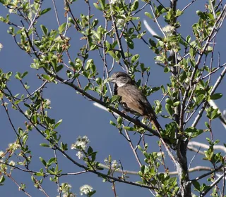 Photo 17/20 of Fox Sparrow (Passerella iliaca)