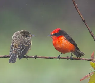 Photo 3/10 of Vermilion Flycatcher (Pyrocephalus rubinus)