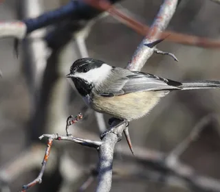Photo 4/10 of Black-capped Chickadee (Poecile atricapillus)