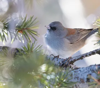 Photo 16/23 of Dark-eyed Junco (Junco hyemalis)
